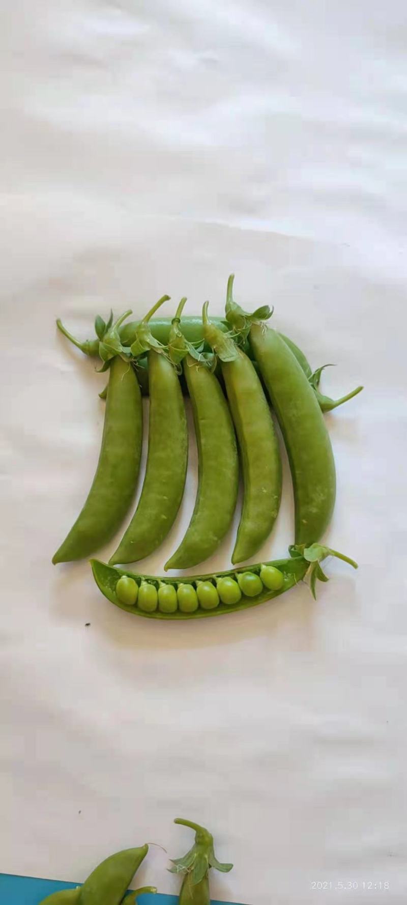 【台湾奇珍甜豌豆种子】结荚多抗性好商品价值高