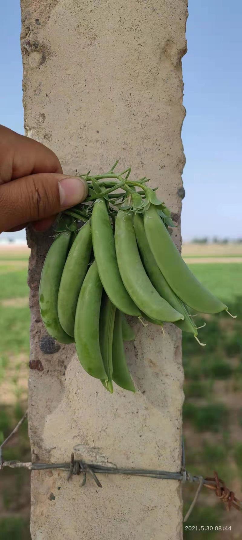 【台湾奇珍甜豌豆种子】结荚多抗性好商品价值高