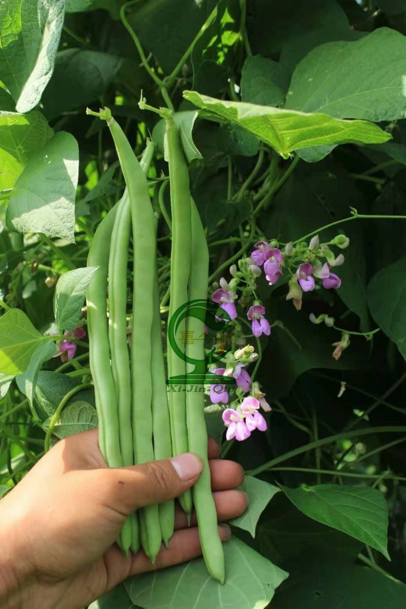 【金豆芸小金豆种子】结荚强口感脆甜比常规四季豆商品价