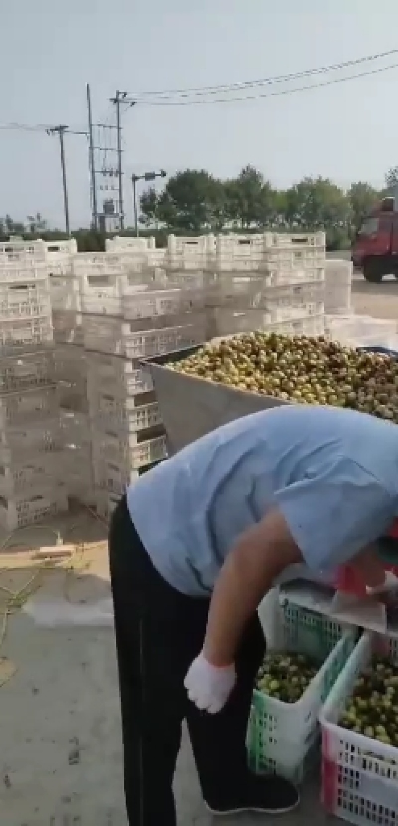 山东冬枣鲜枣半红枣脆甜手摘诚信代收一手货源产地代发