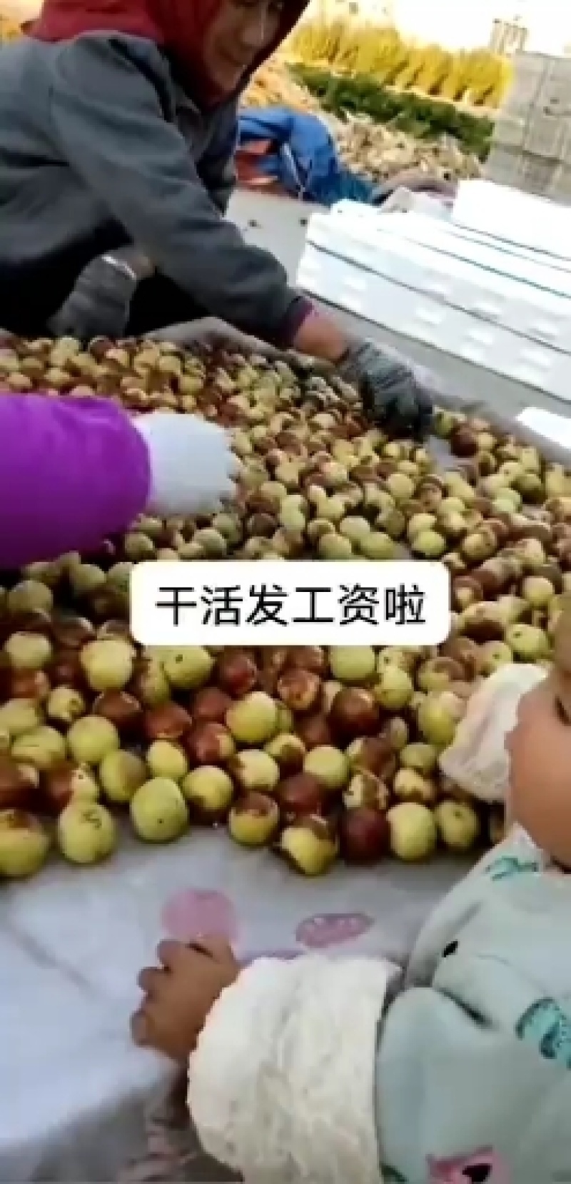 山东冬枣鲜枣半红枣脆甜手摘诚信代收一手货源产地代发