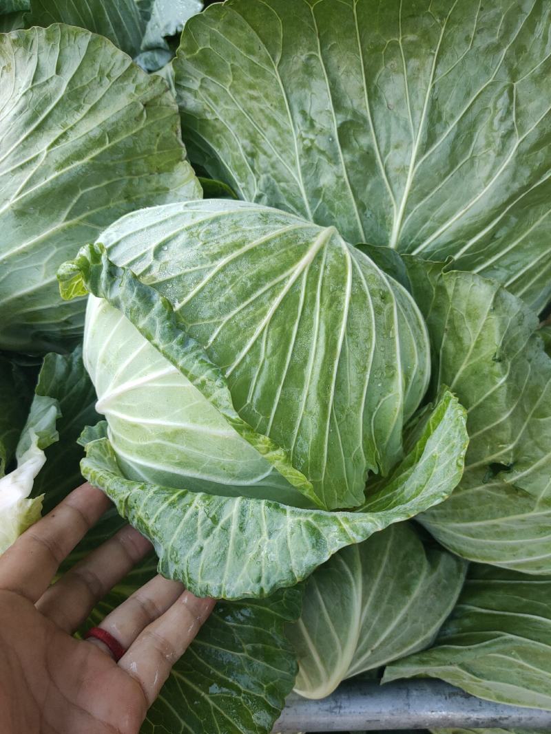 【甘蓝】河南通许扁包菜，京丰一号大量上市质量很好诚信经营