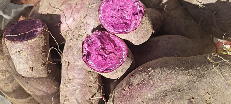山东紫罗兰紫薯，手选果紫价格便宜，质量保证，低价出售代发