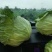 【甘蓝】河南通许扁包菜，京丰一号大量上市质量很好诚信经营