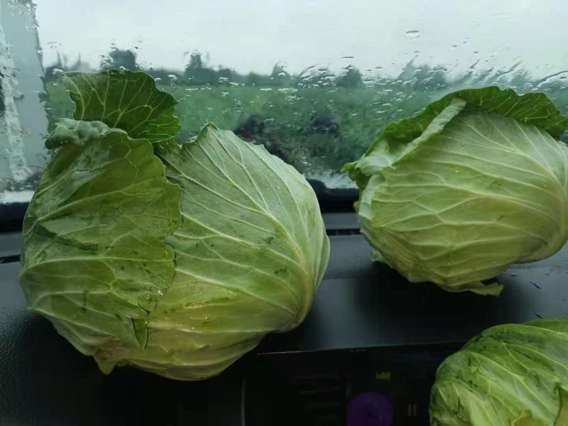 【甘蓝】河南通许扁包菜，京丰一号大量上市质量很好诚信经营
