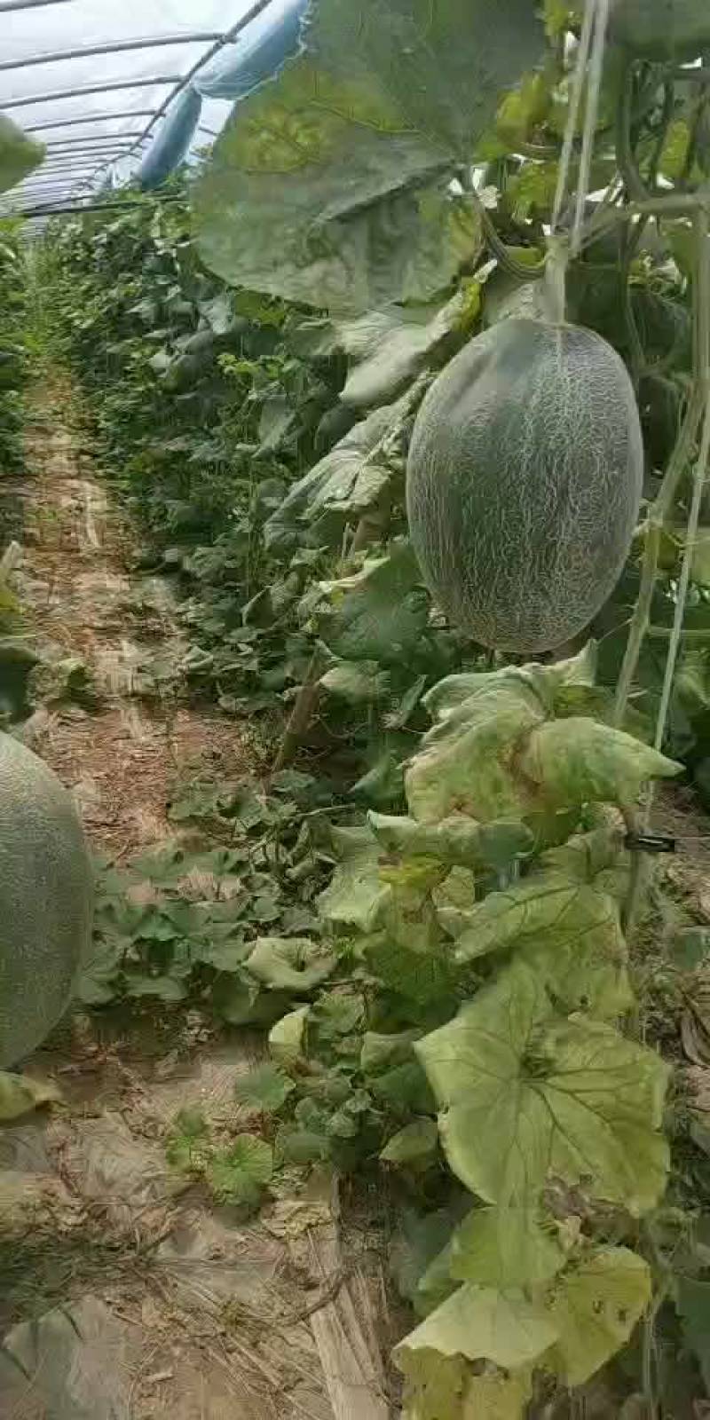 哈密瓜，晓密25，网纹漂亮，支持视频看货，口感嘎嘎棒