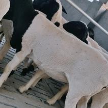 杜泊绵羊，澳洲白绵羊，种公羊，羊羔，羊苗