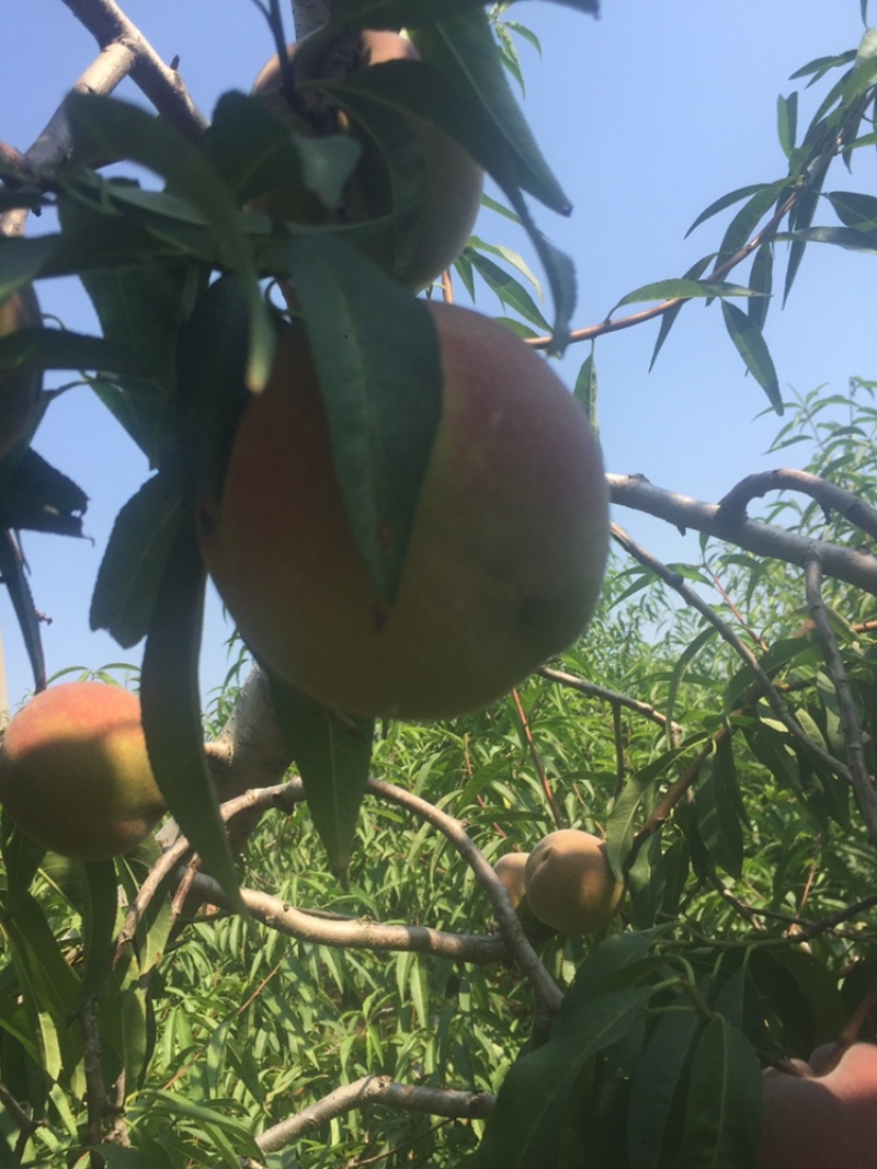 山东潍坊临朐沂蒙山区大叶蜜离核蜜桃