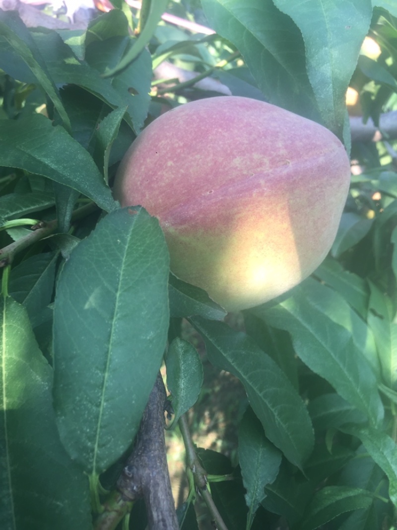山东潍坊临朐沂蒙山区大叶蜜离核蜜桃