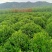 非洲茉莉1米到1.2米球形