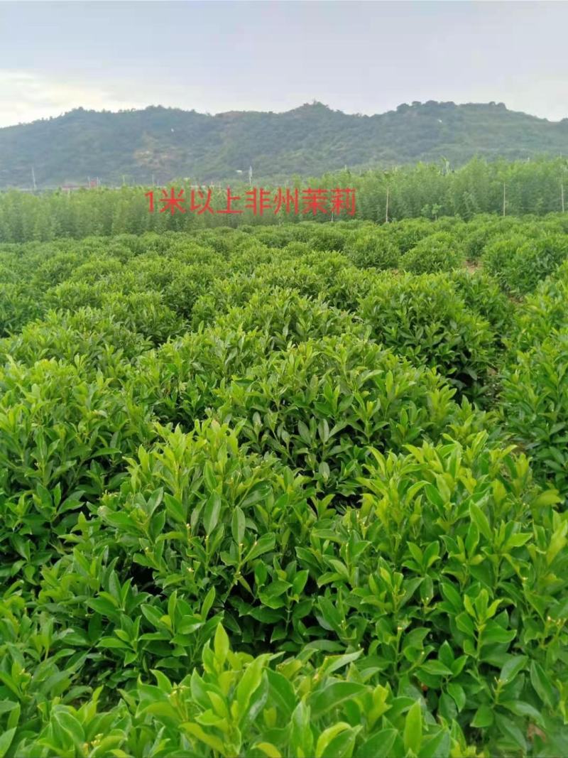非洲茉莉1米到1.2米球形