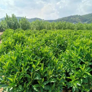非洲茉莉1米到1.2米球形