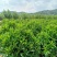 非洲茉莉1米到1.2米球形