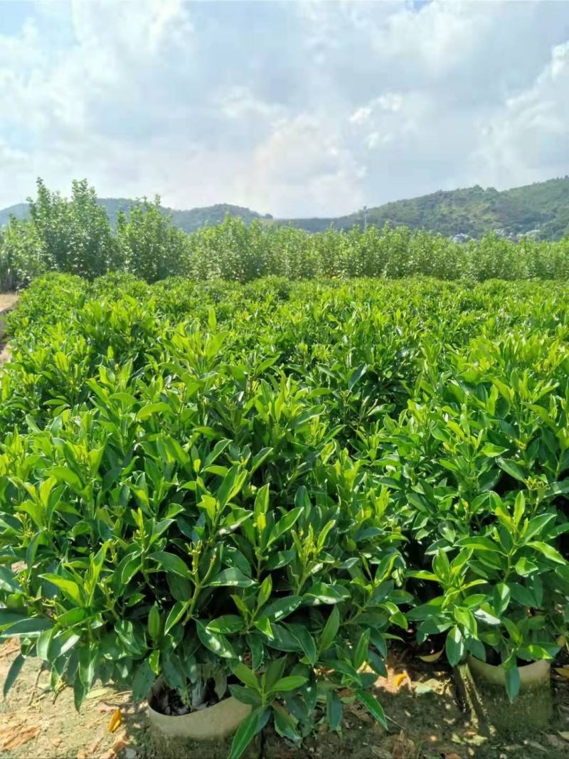 非洲茉莉1米到1.2米球形