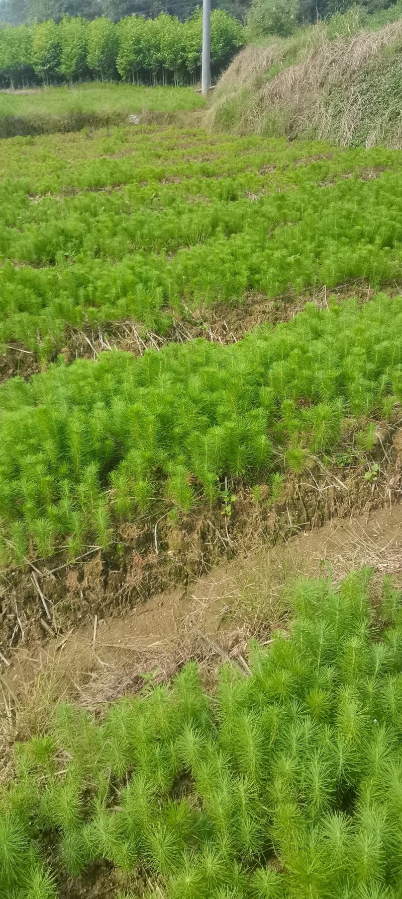 供应造林苗马尾松苗圃大量供应，江西马尾松，自产自销，现货