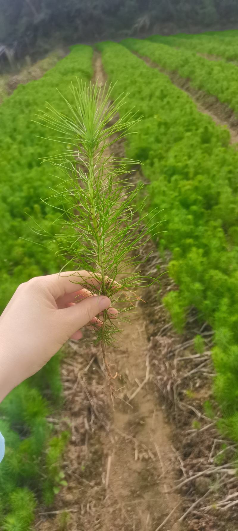 供应造林苗马尾松苗圃大量供应，江西马尾松，自产自销，现货