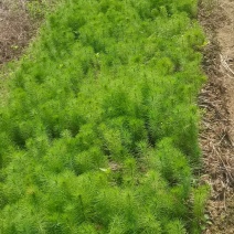 供应造林苗马尾松苗圃大量供应，江西马尾松，自产自销，现货