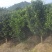 10公分精品罗汉松，造型罗汉松基地主营树种，量大供应
