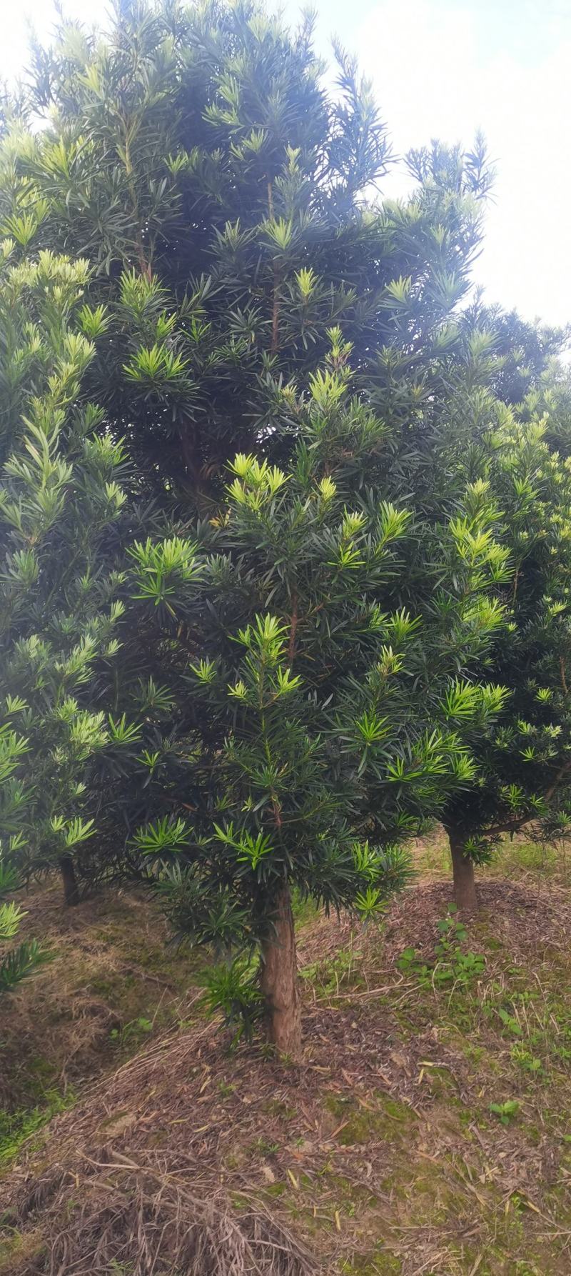 10公分精品罗汉松，造型罗汉松基地主营树种，量大供应