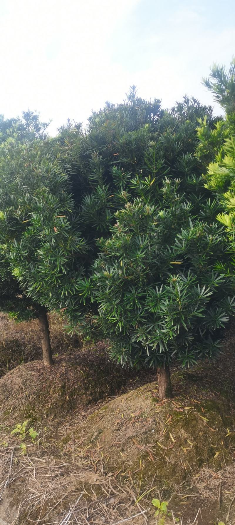 供应12公分罗汉松，江西罗汉松，移栽田苗，大量供应