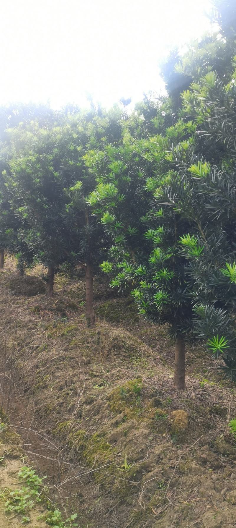供应12公分罗汉松，江西罗汉松，移栽田苗，大量供应