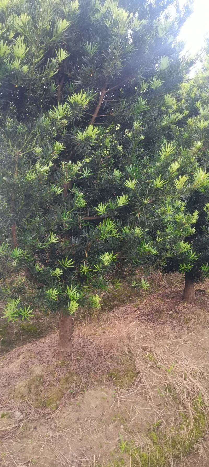 供应12公分罗汉松，江西罗汉松，移栽田苗，大量供应
