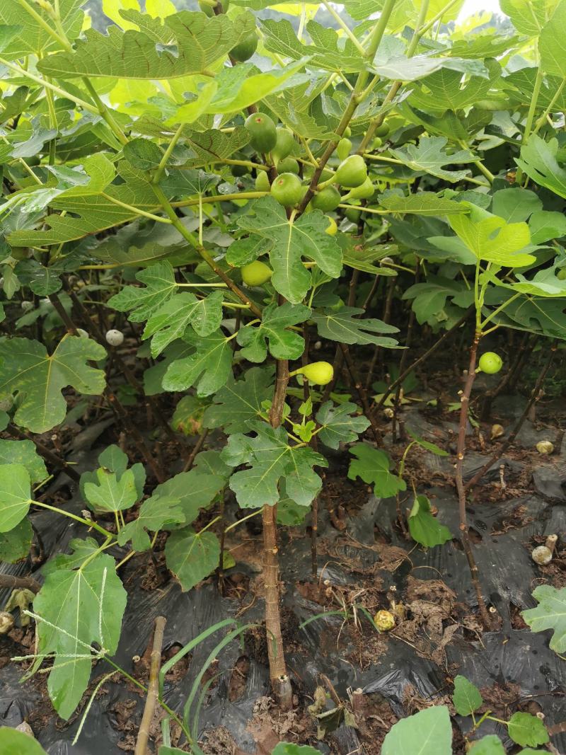 【不裂果/大果型】正品波姬红无花果苗现挖苗技术指导种植