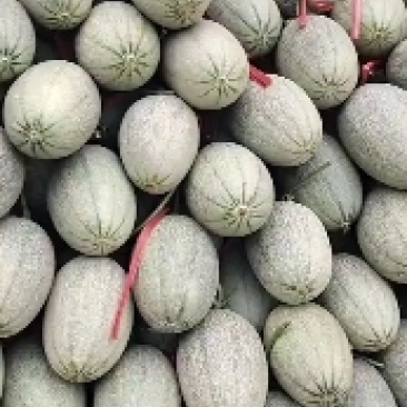 山东潍坊甜瓜小蜜25大量上市中，皮薄瓤红糖度高口感