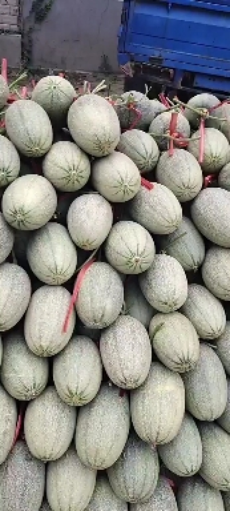 山东潍坊甜瓜小蜜25大量上市中，皮薄瓤红糖度高口感