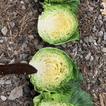 保定清苑牛庄村包菜。质量保证。品牌大量供应