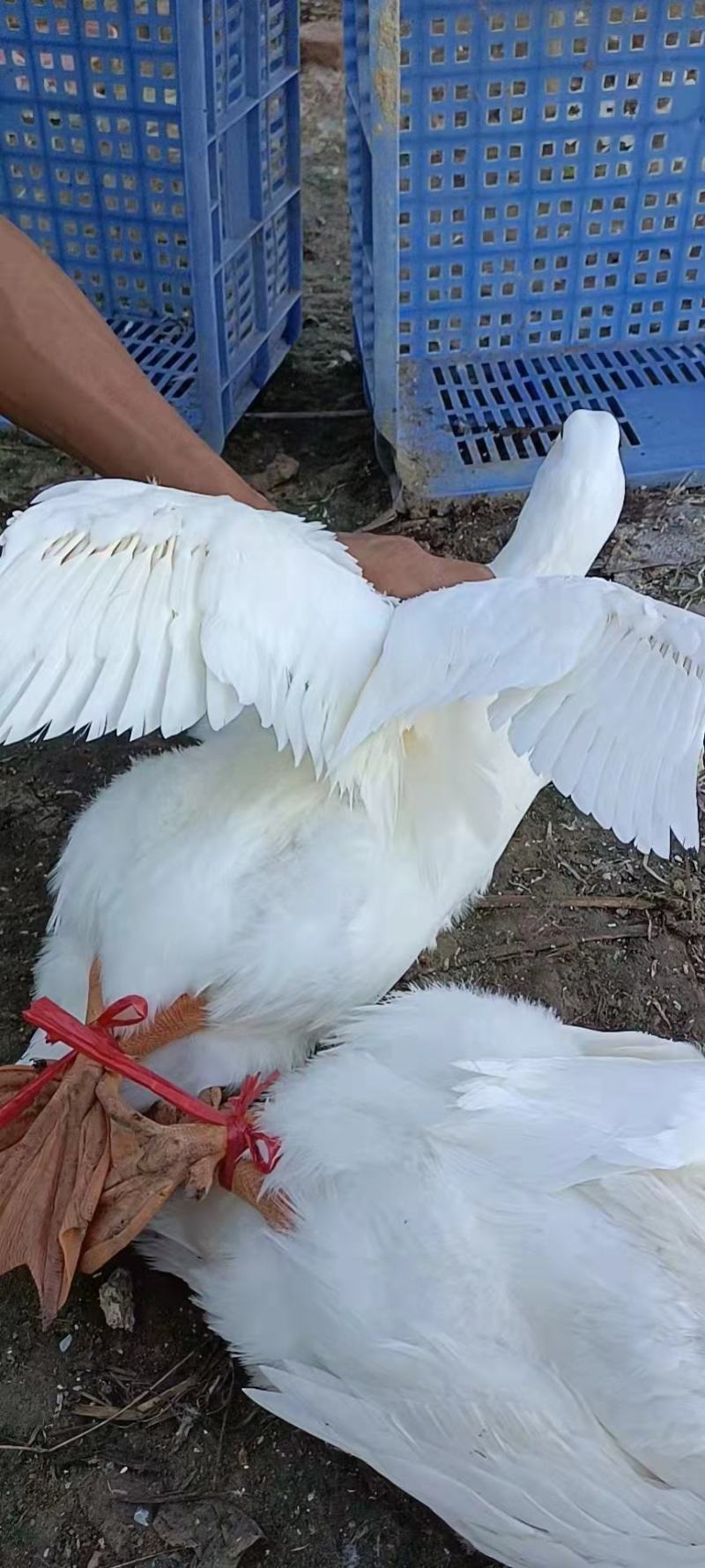 白鸭