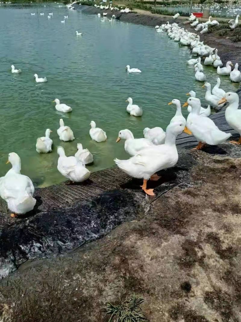 白鸭