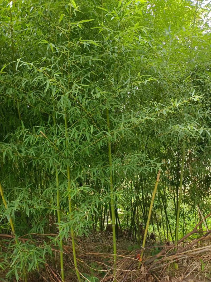 竹子，早园竹，各种规格的竹子！！！！！！！