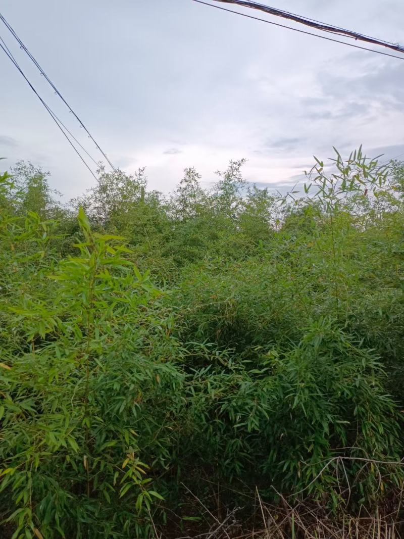 竹子，早园竹，各种规格的竹子！！！！！！！