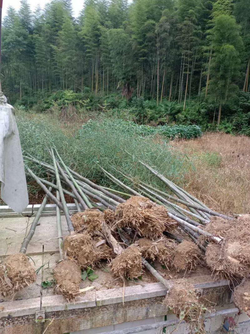 竹子，早园竹，各种规格的竹子！！！！！！！
