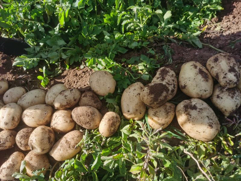 坝上张北土豆。各种品种
