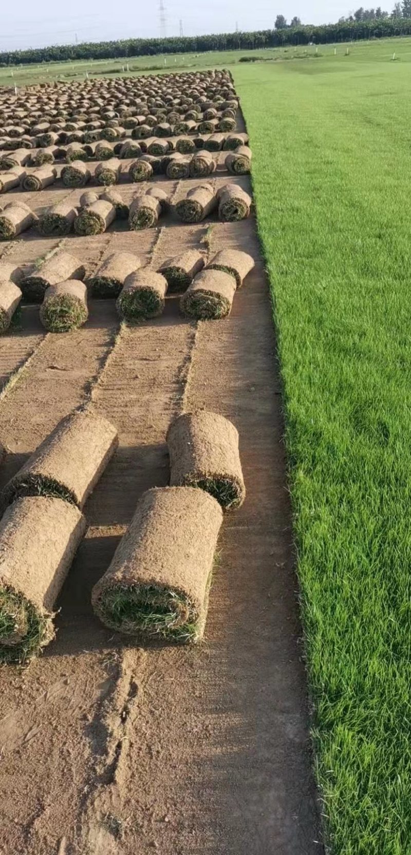 草坪百慕大四季青百慕大混播黑麦草果岭草