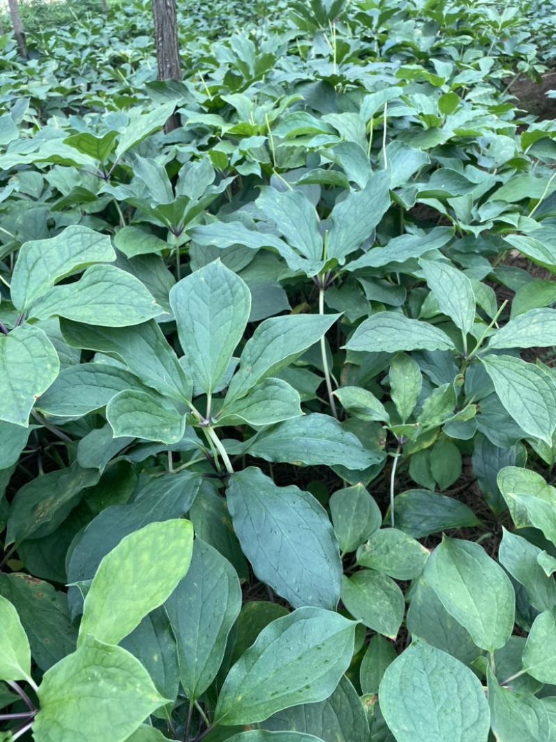 【优选】优质云南高杆滇重楼苗七叶一枝花种苗独角莲苗