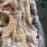 火烧毛去骨牛蹄干净无毛无水全国冷藏运输，