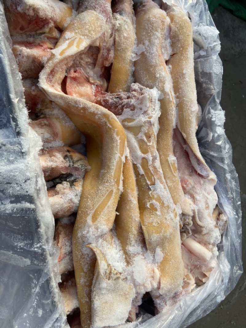 火烧毛去骨牛蹄干净无毛无水全国冷藏运输，