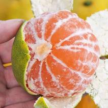 特早蜜橘柑橘蜜橘口感甜个头均匀产地批发采果货源充足