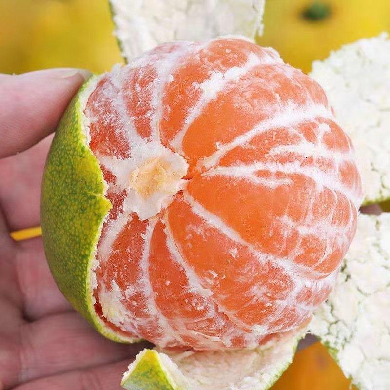 特早蜜橘柑橘蜜橘口感甜个头均匀产地批发看货采果货源充足