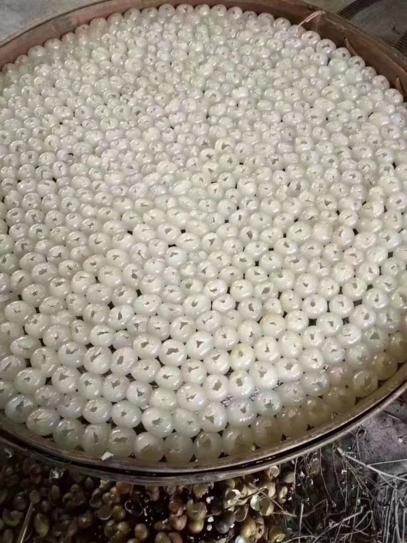 广西桂圆肉现有原生态桂圆出售，品质特优，价格优惠