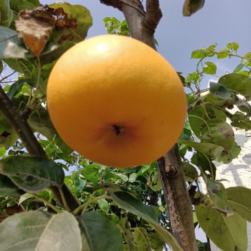 25年莱阳梨秋月梨，高糖度，水大，无渣，鲜艳光亮，现摘