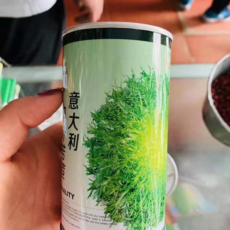 苦苣菜种子，四季播花叶苦菊种子黄心品种种子