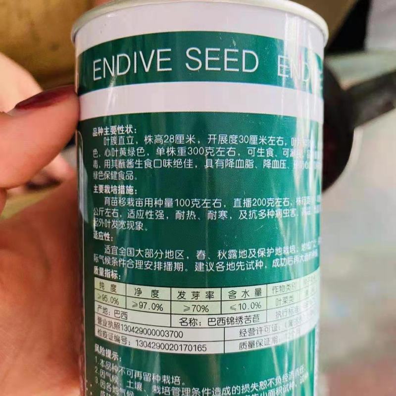 苦苣菜种子，四季播花叶苦菊种子黄心品种种子