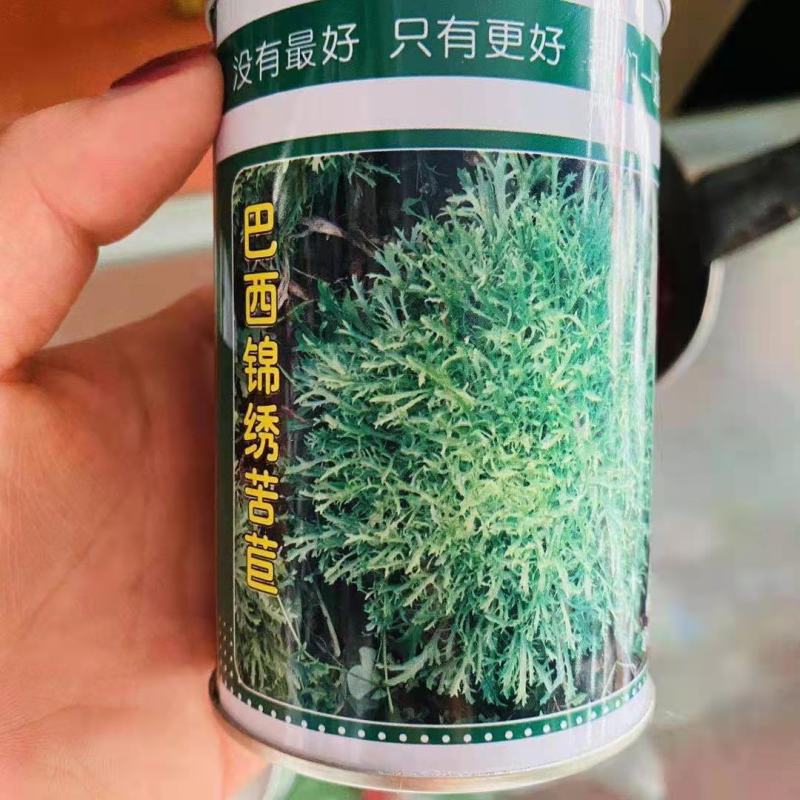 苦苣菜种子，四季播花叶苦菊种子黄心品种种子