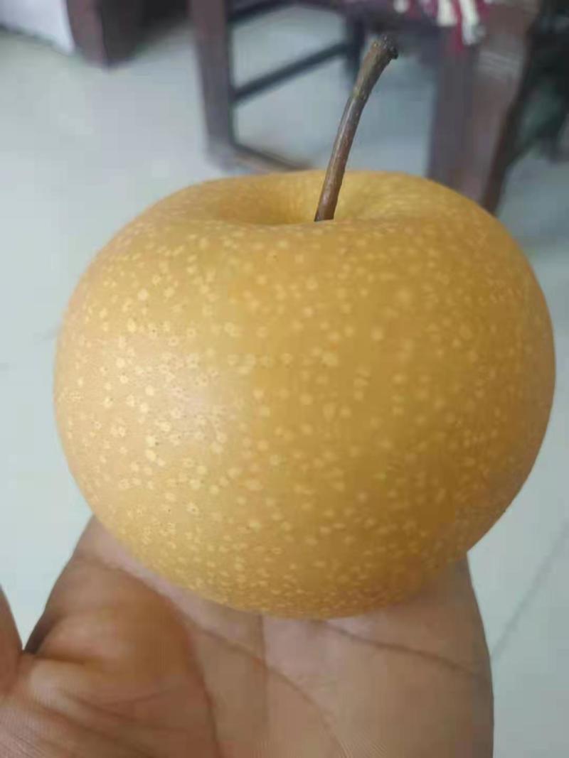 出售秋月梨