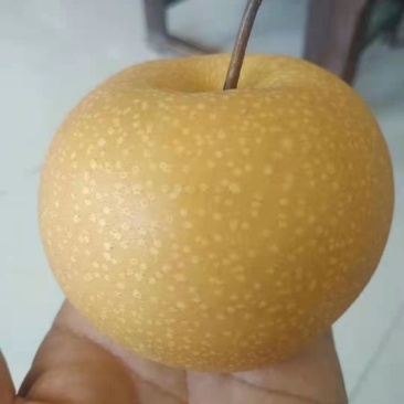 秋月梨