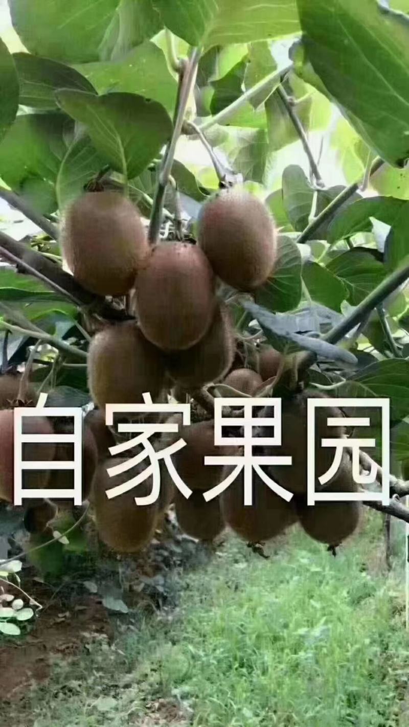 徐香猕猴桃绿心